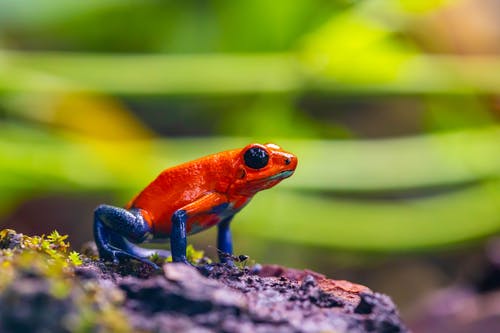 地面上的红色和蓝色青蛙的选择性聚焦照片 · 免费素材图片