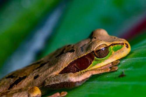棕色，绿色和黄色青蛙的选择性聚焦摄影 · 免费素材图片