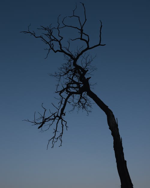 低角度拍摄的树木裸露的叶子 · 免费素材图片