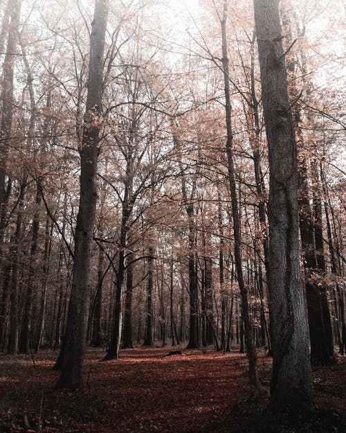 低角度拍摄的树木与秋天的落叶，在树林里 · 免费素材图片