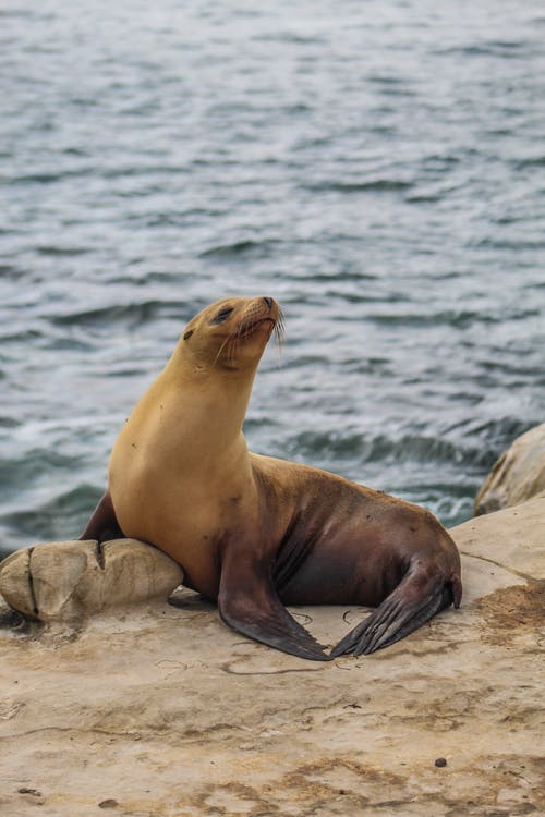 棕海豹 · 免费素材图片