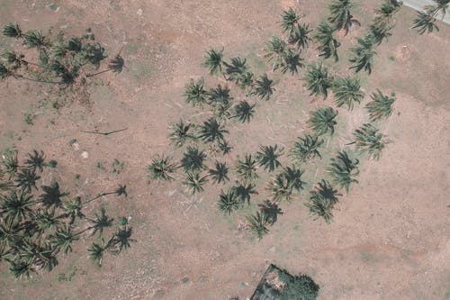 农村椰子树的鸟瞰图 · 免费素材图片