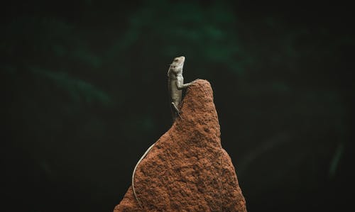 灰爬行动物 · 免费素材图片