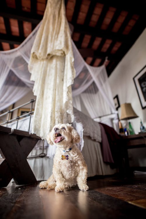 唐坐在木地板上的照片 · 免费素材图片