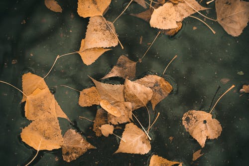 棕叶在水面上 · 免费素材图片