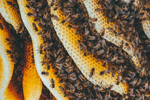 棕色和黑色纺织上的黄色和黑色蜜蜂 · 免费素材图片
