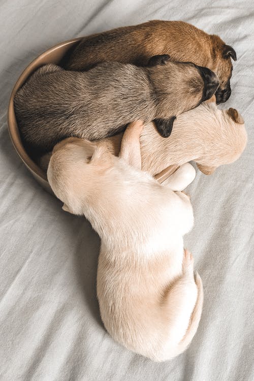 四个彩色的拉布拉多幼犬睡在一个棕色的小容器 · 免费素材图片
