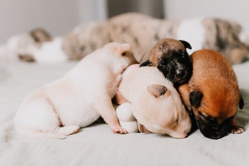 四只小狗紧紧地睡在一起的特写镜头 · 免费素材图片