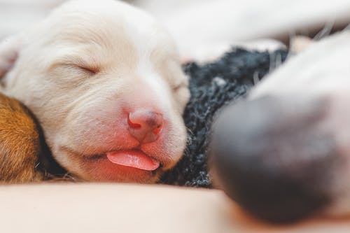 短毛小狗 · 免费素材图片