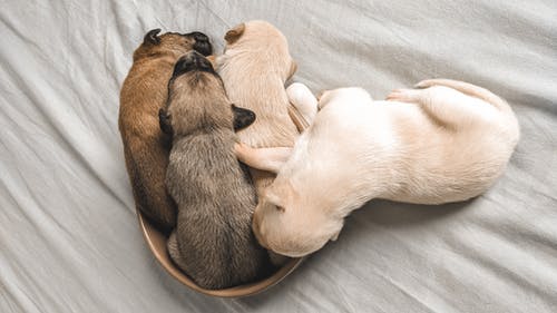 幼犬照片 · 免费素材图片