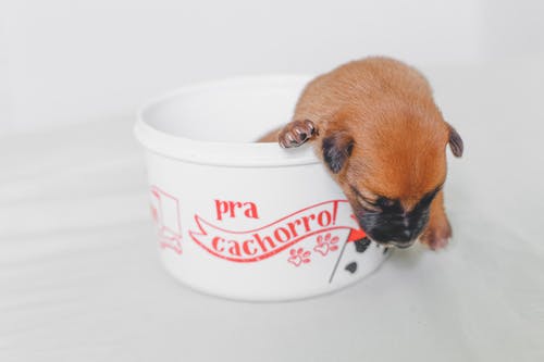 白色和红色塑料容器内的棕色和黑色小狗 · 免费素材图片
