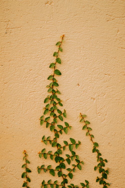 橙色的墙上的绿叶植物 · 免费素材图片