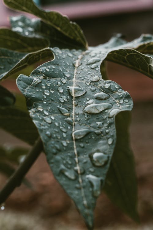 绿叶与水滴的特写照片 · 免费素材图片