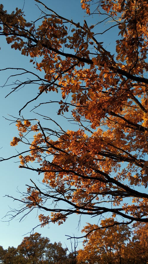 黄叶的树 · 免费素材图片