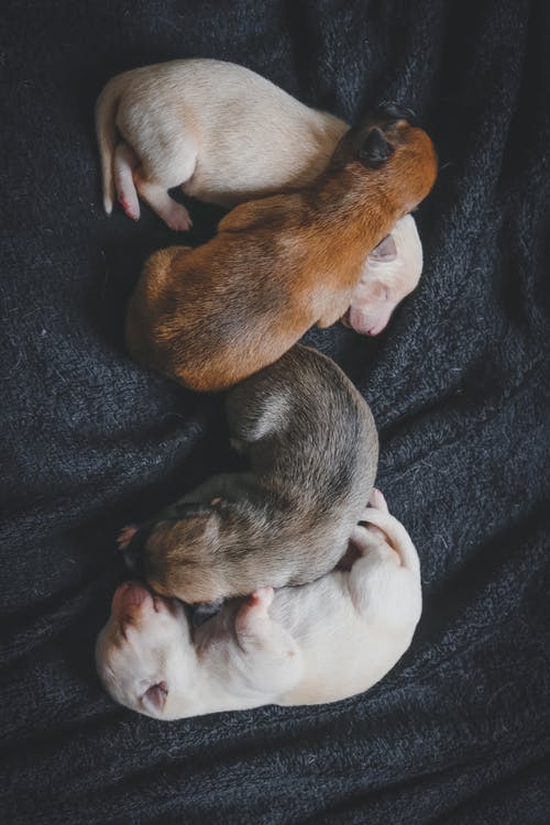 四只小狗睡觉 · 免费素材图片