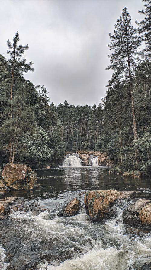 流动的河水包围着高大的绿树，在灰色的天空下 · 免费素材图片