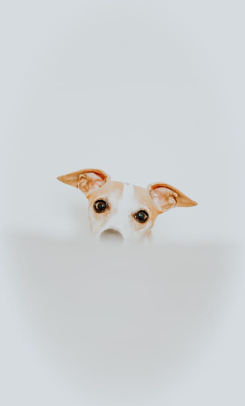 短毛白棕狗 · 免费素材图片