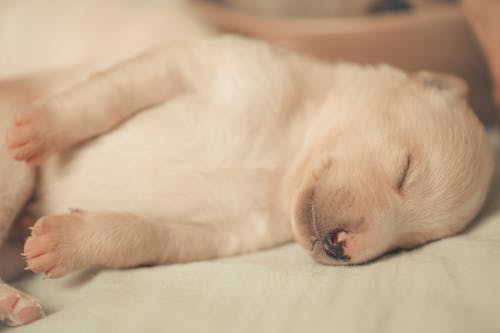 米色的小狗睡在白色纺织品上的特写摄影 · 免费素材图片