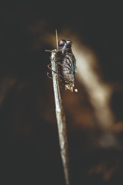 布朗昆虫 · 免费素材图片