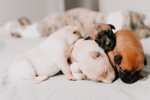 四个颜色鲜艳的小狗睡在一起的特写镜头 · 免费素材图片