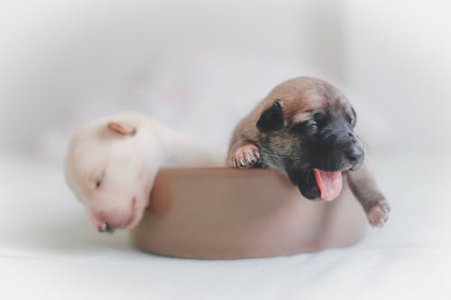 两只小狗在棕色碗 · 免费素材图片