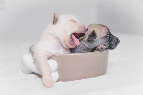 两只白色和棕色的小狗 · 免费素材图片