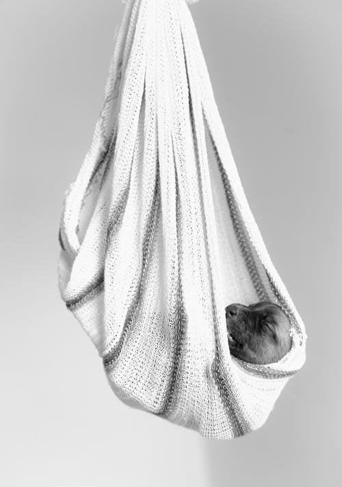 小狗在白色纺织品上的灰度摄影 · 免费素材图片