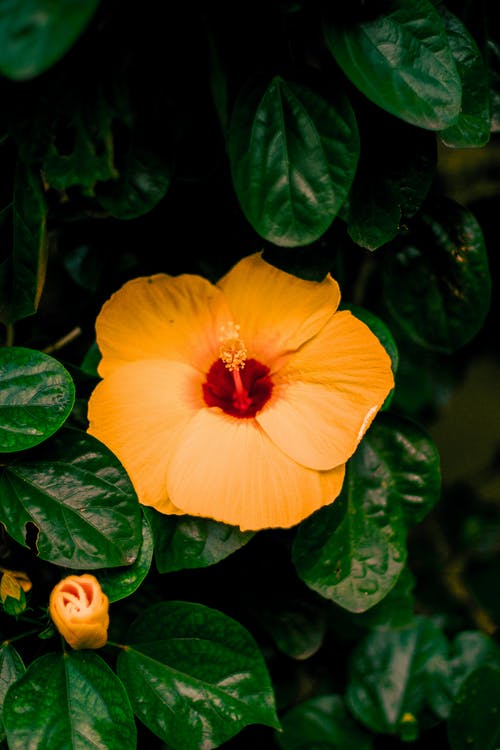 橙色芙蓉花的照片 · 免费素材图片