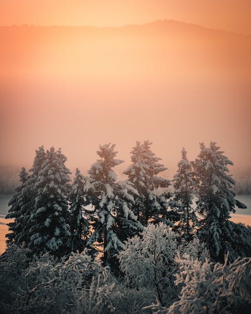 雪覆盖的松树 · 免费素材图片