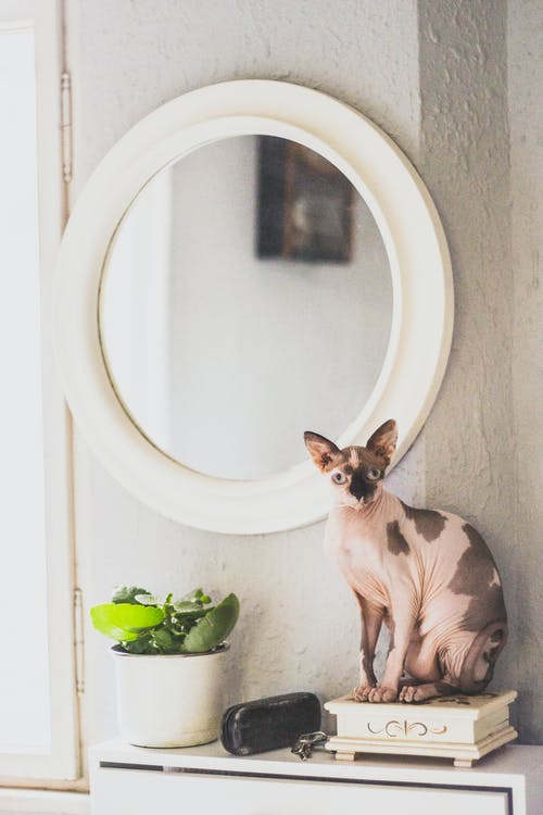 斯芬克斯之猫在镜子旁边 · 免费素材图片