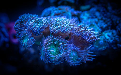 珊瑚 · 免费素材图片