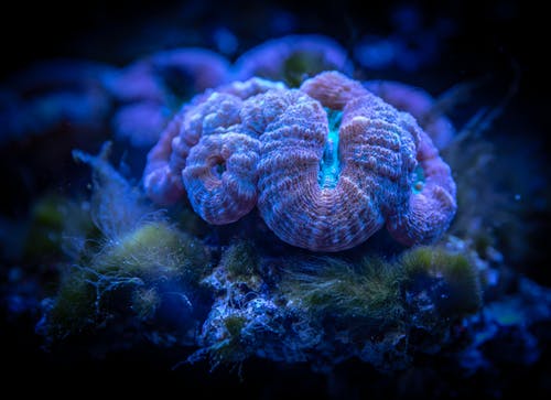 蓝海葵 · 免费素材图片