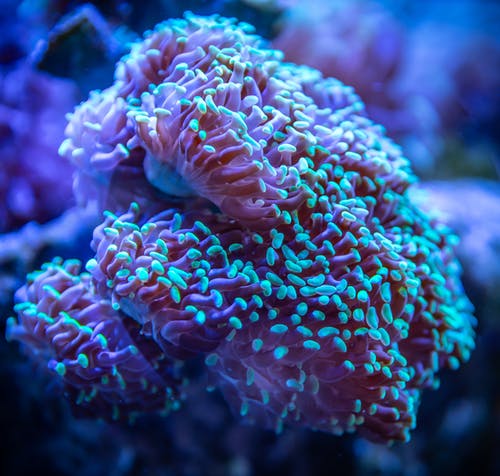 蓝色和粉红色的珊瑚 · 免费素材图片