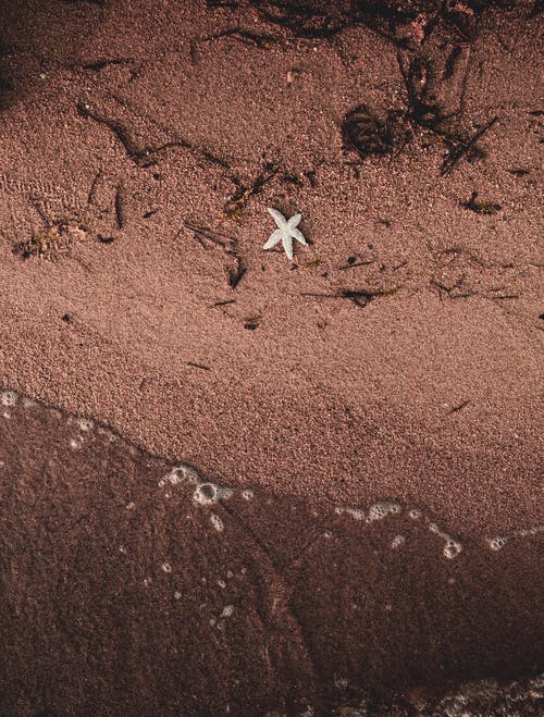 岸上的海星的顶视图照片 · 免费素材图片