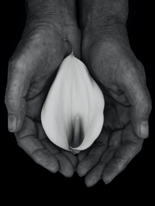 白掌 · 免费素材图片