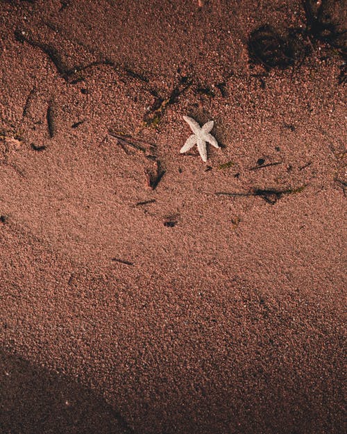岸上的海星的顶视图照片 · 免费素材图片