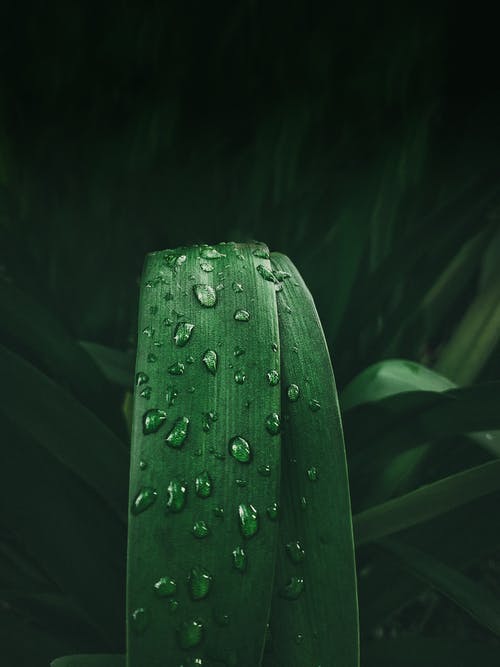 绿草的照片 · 免费素材图片