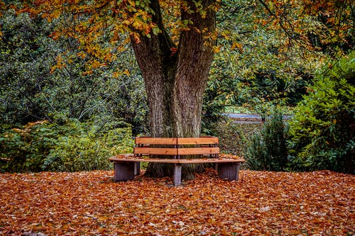 棕色的木凳，在树下 · 免费素材图片