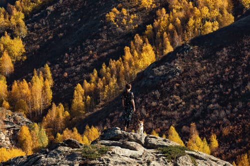 山上的棕色树 · 免费素材图片