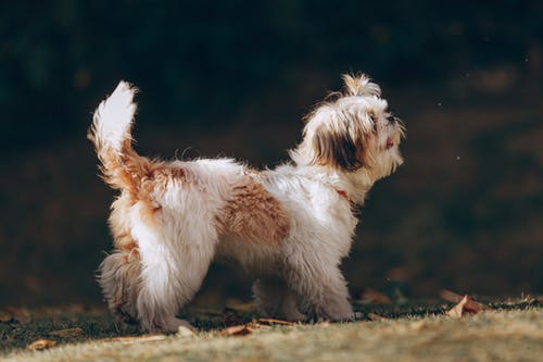 白色和棕色的西施犬 · 免费素材图片