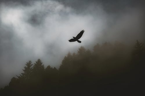 黑鹰飙升 · 免费素材图片