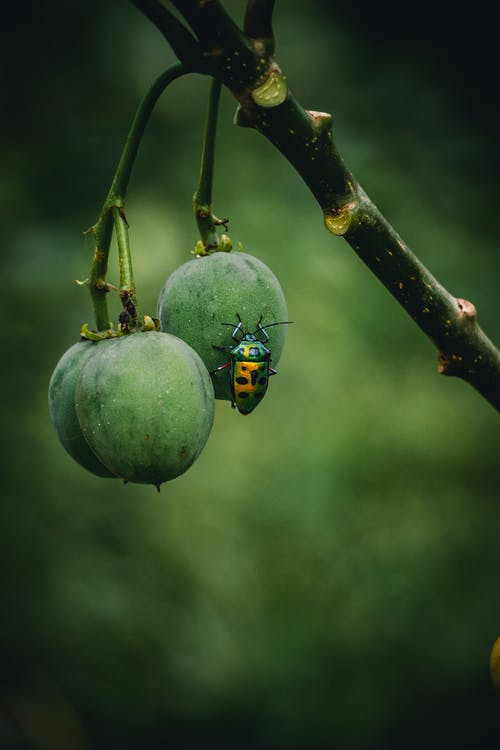 绿色水果上的黄色和绿色小虫 · 免费素材图片