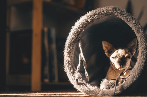 宠物洞里的猫 · 免费素材图片