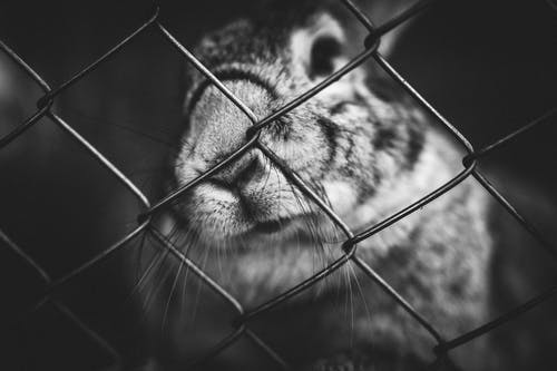 一只兔子在笼子上的灰度照片 · 免费素材图片