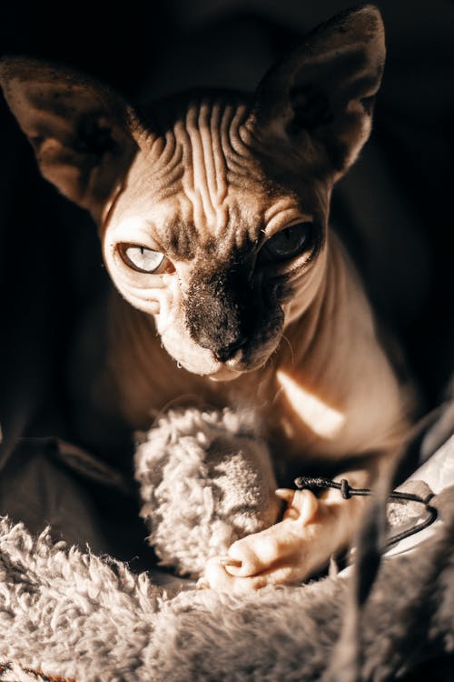 宠物洞里的棕猫 · 免费素材图片