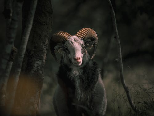 大角山羊 · 免费素材图片