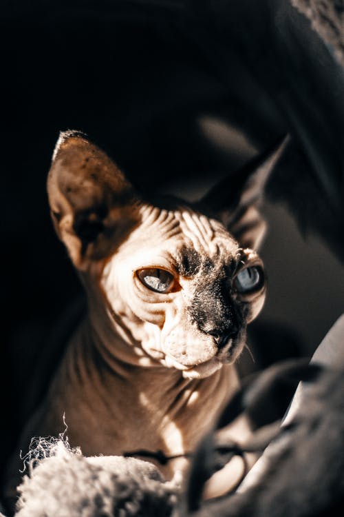 Sphynx猫的照片 · 免费素材图片