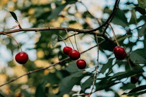 新鲜红樱桃 · 免费素材图片