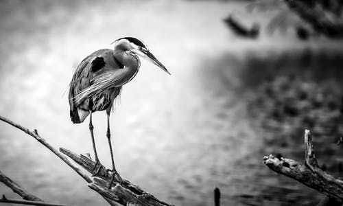 鸟的灰度摄影 · 免费素材图片