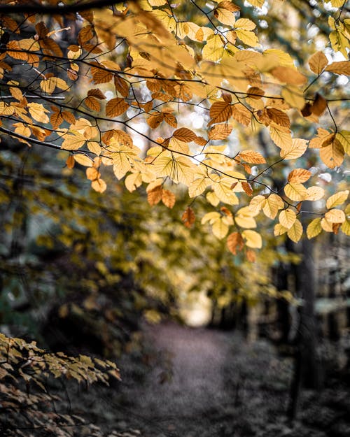黄色的树叶在树枝上 · 免费素材图片